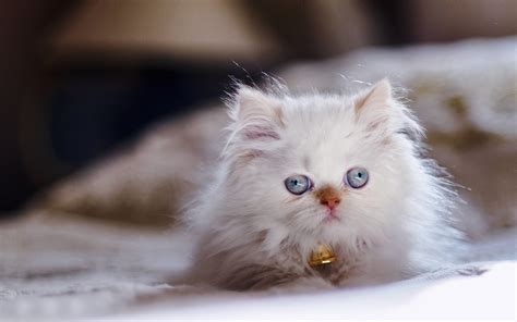 Himalayan Cats Persian Color Point Kitten Blue Eyes Eye