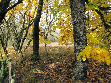 Karen Ilari Painting Autumn Forest Painting With