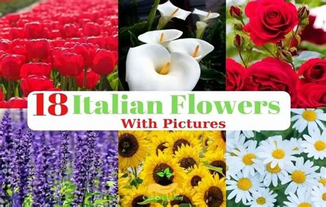 18 Beautiful Italian Flowers You Need To See With Pictures