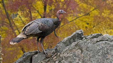 Turkey Bird Wildlife Thanksgiving Nature Wallpapers Hd