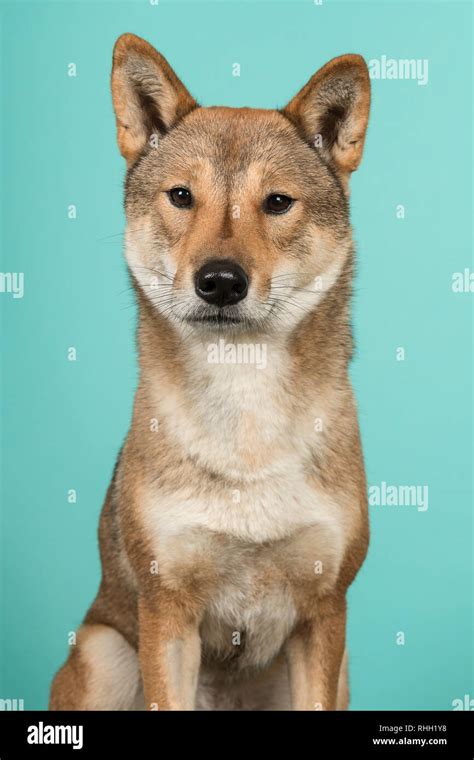 Portrait Of A Shikoku Dog A Japanese Breed Looking At The Camera On A
