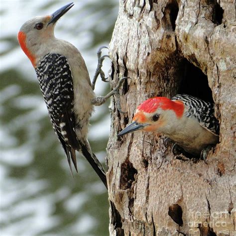 Pretty Nesting Couple Of Red Bellied Woodpeckers Photograph By Barbie