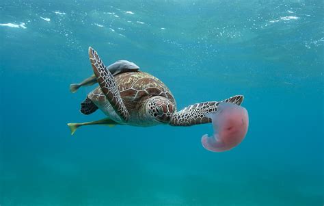 Turtle Eating A Jellyfish Flickr Photo Sharing
