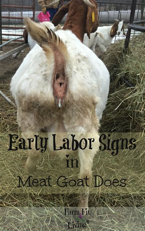 On a hot dry day, the amount of water vapour present in air is less. Early Labor Signs in Meat Goat Does | Farm Fit Living