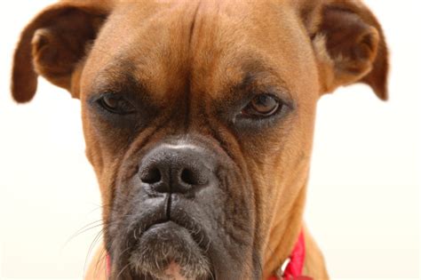 Annoyed Boxer 2 Stock Photo Download Image Now Istock