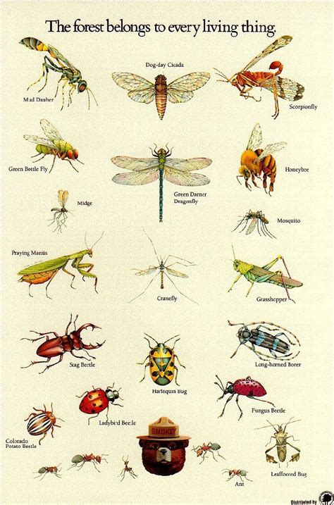 Flying Insect Identification Chart