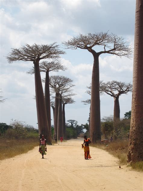 Baobab Trees in Madagascar | ReverseHomesickness.com