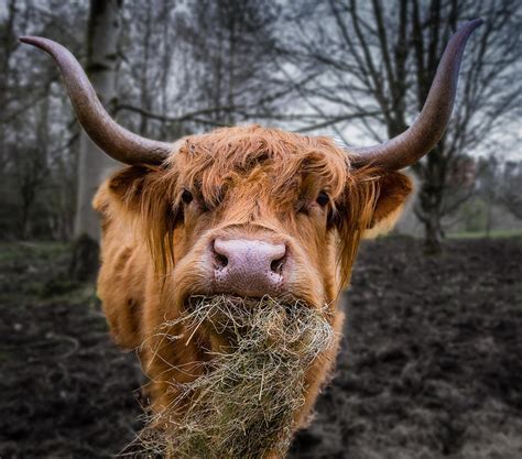 Highland Cow Photograph By Fiona Messenger