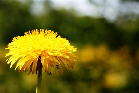 Dandelion Free Photo Download Freeimages