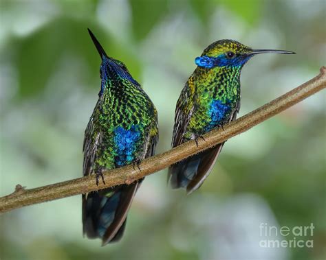 The cardinals can raise two broods a year. Two Sparkling Violetear Hummingbirds Photograph by Olga ...
