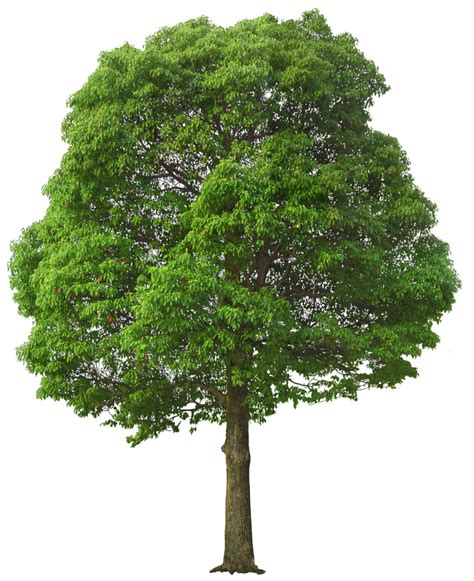 Collection Of Tree Hd Png Pluspng
