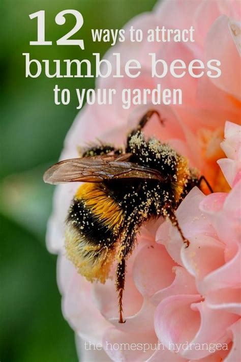 Maybe you would like to learn more about one of these? Beginner Flower Garden Plan | Bee garden, Attracting bees ...
