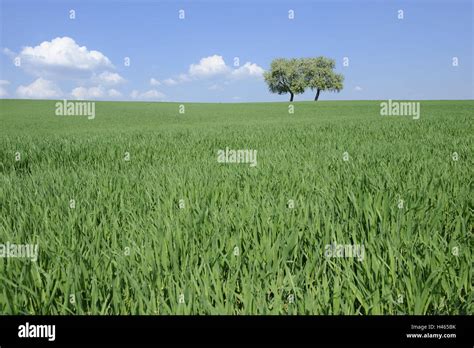 Wheat Field Broad Leaved Trees Summers Stock Photo Alamy