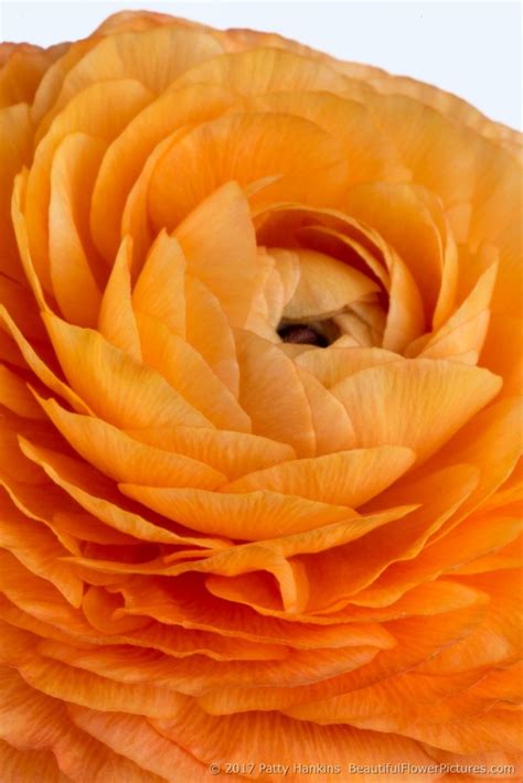 Orange Ranunculus In The Studio Beautiful Flower Pictures Blog