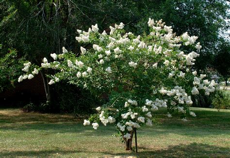 Acoma displays white blooms and foliage that turns red red in autumn. Horticulturist Recommends Semi-dwarf Crape Myrtles In The ...