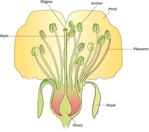 Sexual Reproduction In Flowering Plants Ncert Class 12 Biology
