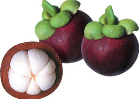 Mangosteen Fruit Pack Size 10 To 15 Kg Rs 550 Kilogram Crazyflora