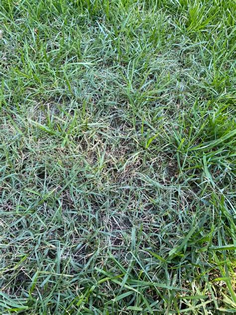 How To Kill Bermuda Grass Get Rid Of And Control Bermudagrass Lawn Phix