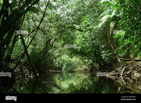 Mystical And Beautiful Jungle River Stream Through Green Rainforest