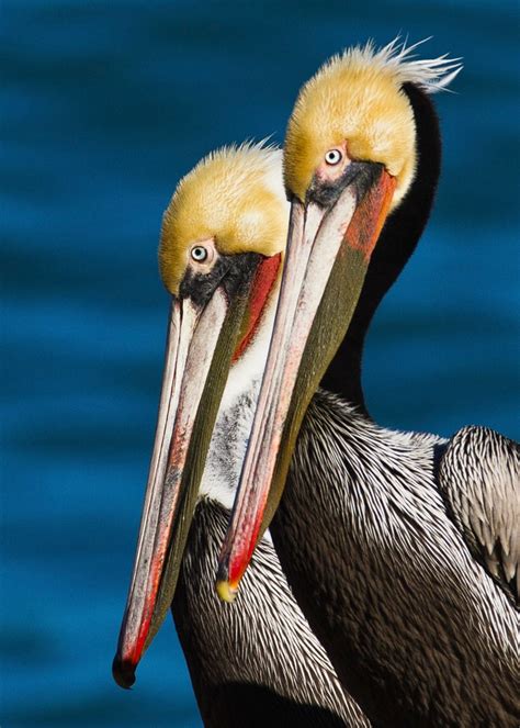brown pelican audubon field guide