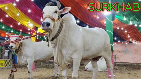 Surkhab Most Beautiful And Biggest Bachi Cow Of Pathan Cattle Farm