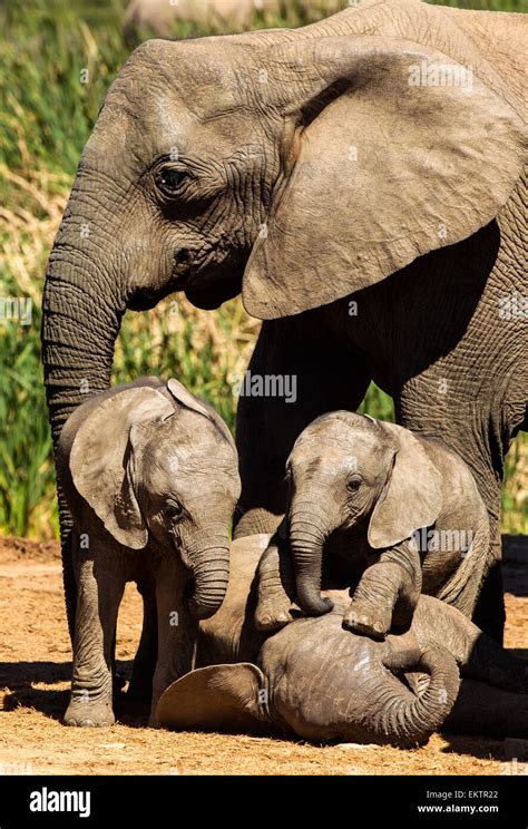 Baby Elephants Playing Hi Res Stock Photography And Images Alamy