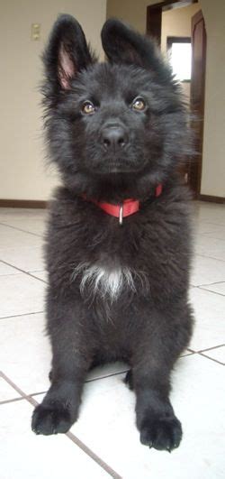 These puppies come out black, white, or grey and will still change color until they turn eight. Emma the black longhaired Belgian Shepard puppy at 12 ...
