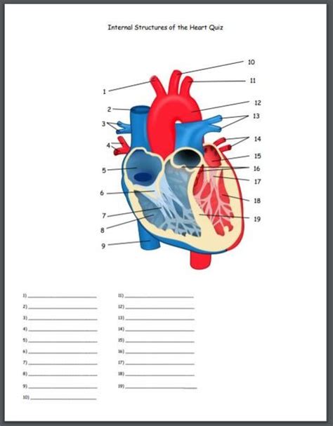 Internal Structures Of The Heart Quiz Heart Structure Biology
