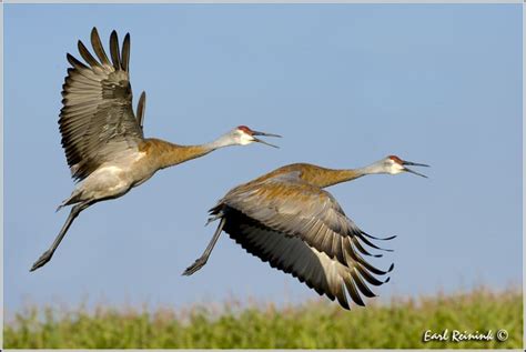 Crane Flight Coastal Birds Crane Flickr