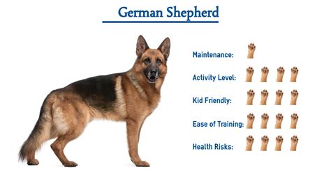 German Shepherd Dog Everything You Need To Know At A Glance In 2021