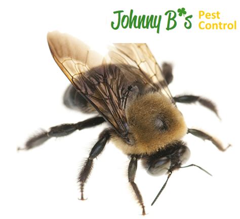 5 Places Where Bees Build Hives Johnny B Pest Control