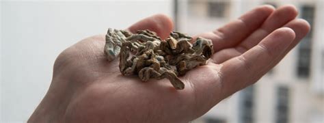 If you are looking at your mushrooms, deciding whether to cook or throw them away, just the fact that you have to think about it at all is probably reason enough to throw them in the trash. Magic Mushroom Dosage Guide - West Coast Cannabis