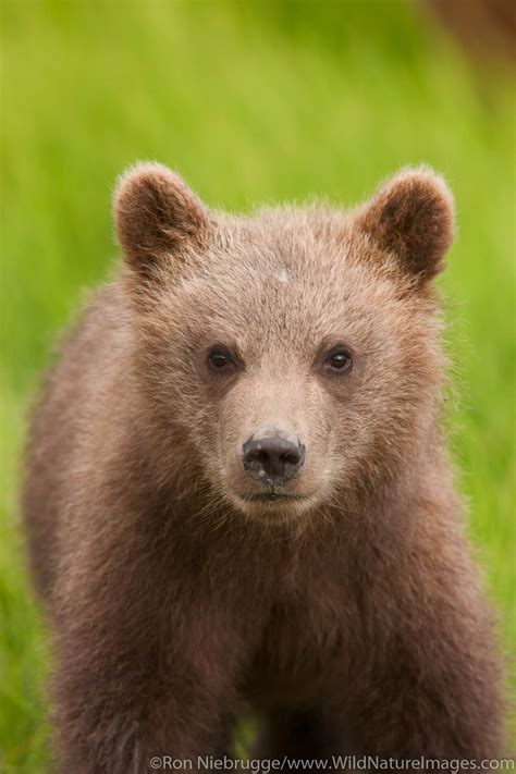 Brown Bear Cub Lake Clark National Park Alaska Photos By Ron