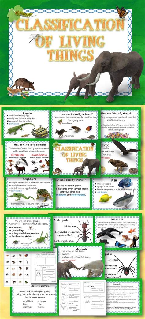 Animal Classification Of Living Things Powerpoint And Interactive