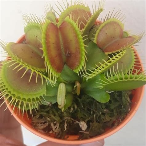 Our guide offers 8 tips & more on growing and feeding, happy, healthy venus flytraps. Venus Fly Trap Seeds-Dionaea Muscipula (Carnivorous Plant ...
