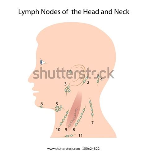 Lymph Nodes Head Neck Stock Vector Royalty Free 100624822 Shutterstock