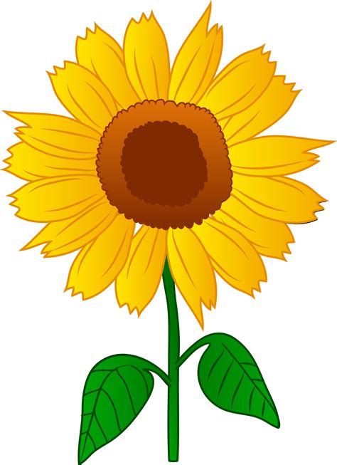Single Petal Sunflower Drawings Clipart Best