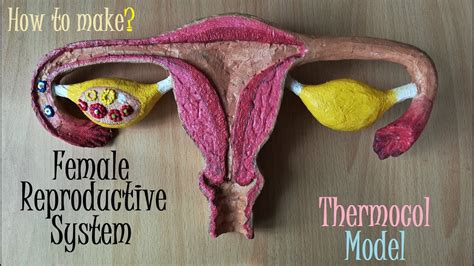 Male and female reproductive system! Making Female Reproductive System Model - YouTube