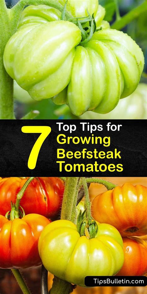 7 Top Tips For Growing Beefsteak Tomatoes In 2021 Tomato Plant Food