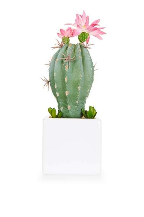 About how old is the saguaro cactus? SHOP | A fake cactus lives forever | Round cactus, Cactus ...