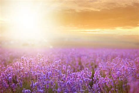 Sunset Over A Summer Lavender Field High Quality Nature Stock Photos