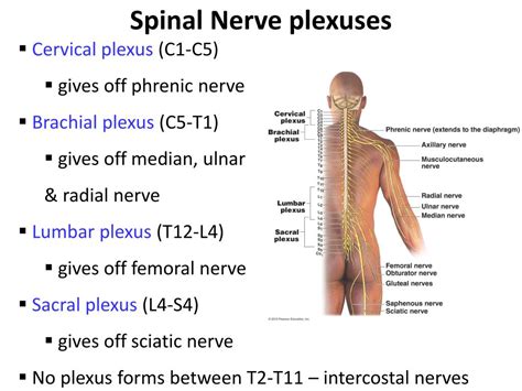 Ppt The Nervous System Chapter 8 The Central And Peripheral Nervous