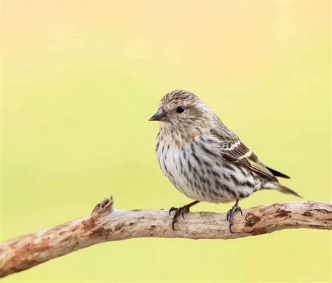 Finches Of California 6 Species With Pictures Wild Bird World
