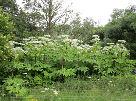 Biopgh Blog Giant Hogweed Phipps Conservatory And Botanical Gardens