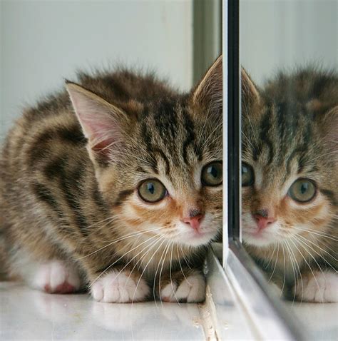 Filekitten And Partial Reflection In Mirror Wikimedia Commons