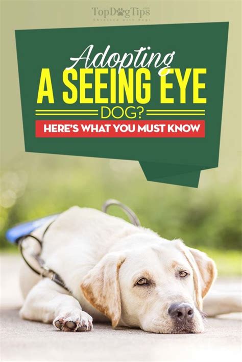 Seeing Eye Dog Adoption Know These Before Getting One