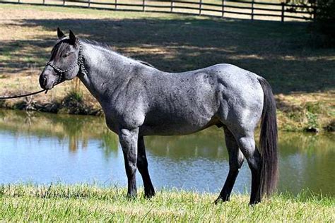 Lt Is A 2008 Blue Roan Stallion He Is Homozygous For Black And Roan