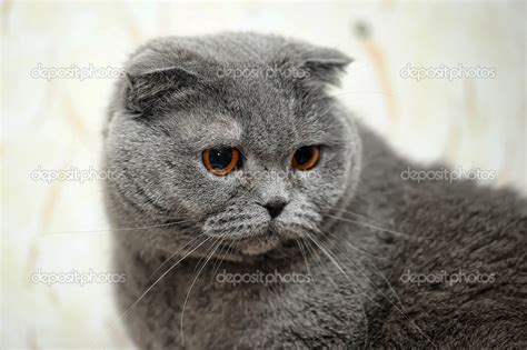 Scottish Fold Cat Grey — Stock Photo © Evdoha 13900945