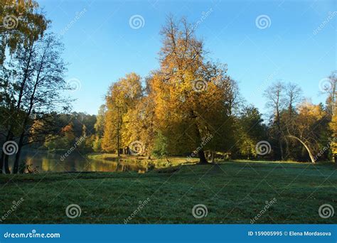 Bright Yellow Autumn Trees On The Shore Of A Small Lake In A Park With