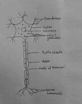 From concepts to implementations 0387238409. DRAW IT NEAT : How to draw a nerve cell ( Neuron)